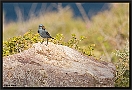 Blauwe Rotslijster, Blue Rock Thrush, Monticola solitarius Location: Molivos (Lesbos), Greece blauwe rotslijster MG 9991 kopie